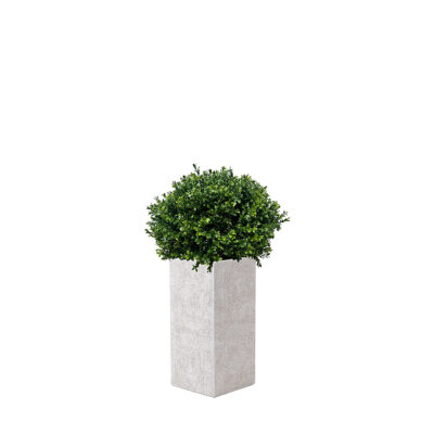 Overgrown Boxwood Ball in Everett Planter - 1021-2778