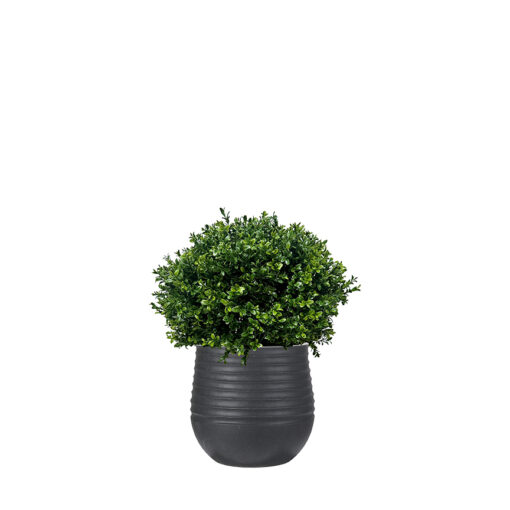 Overgrown Boxwood Ball in Mariella Planter - 1021-3047