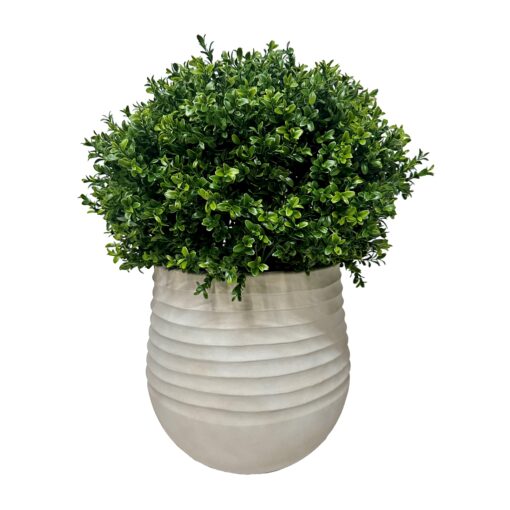 Overgrown Boxwood Ball in Small White Mariella Planter - 1021-3049