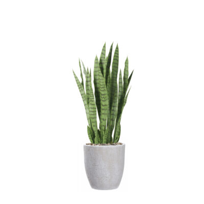 Snake Plant in Small Hudson Planter - 1026-2820
