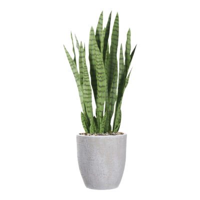 Sansevieria in Hudson Planter - 1026-2820