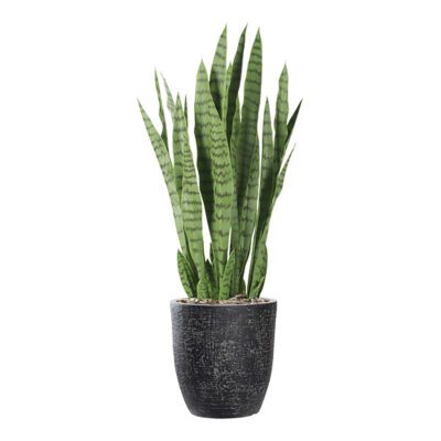 Sansevieria in Hudson Planter - 1026-2824