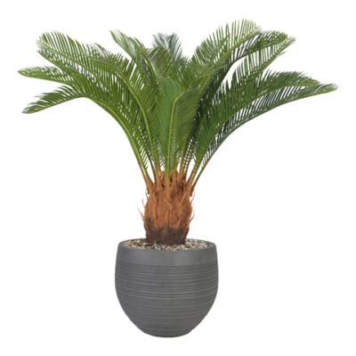 Sago Cycas Palm in Riband Planter 3' - 1027-2982