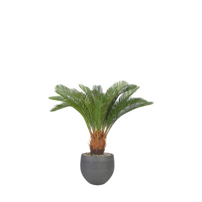 Sago Cycas Palm in Riband Planter - 1027-2982