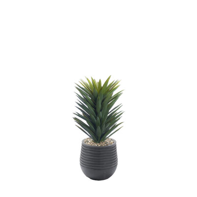 Agave Sisalana in Mariella Planter - 1028-3047