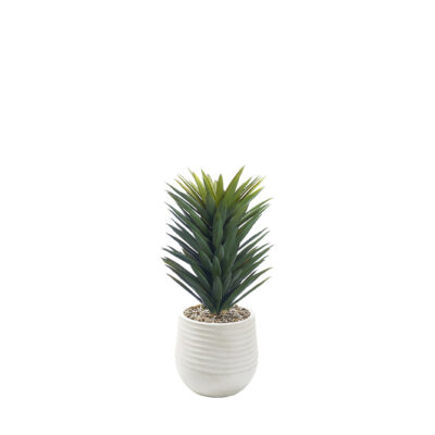 Agave Sisalana in Mariella Planter - 1028-3049