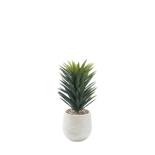 Agave Sisalana in Mariella Planter - 1028-3049