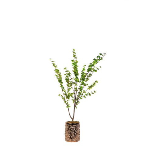 Star Leaf Tree in Pierce Planter 5' - 21PV304