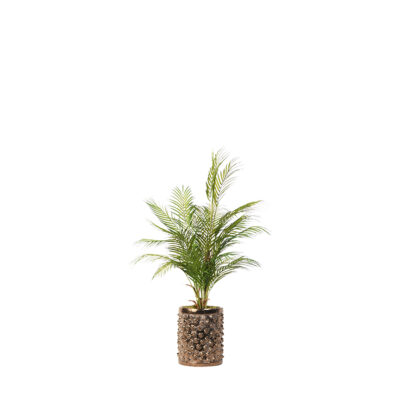 Areca Palm in Pierce Planter 3.8' - 21PV316