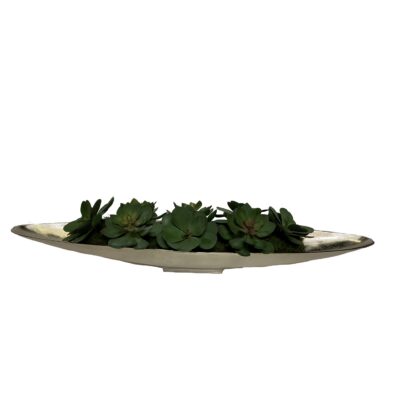 Echeverias in Denver Boat - 243008