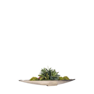 Assorted Succulents in Denver Boat - 243009