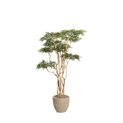 Sandblasted Ruscus Tree in Grove Planter 7' - 322915