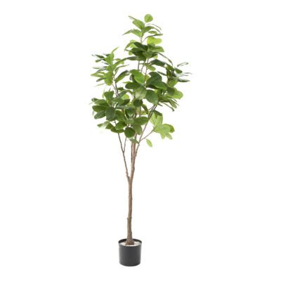 Audrey Ficus 5.4' - TL1013