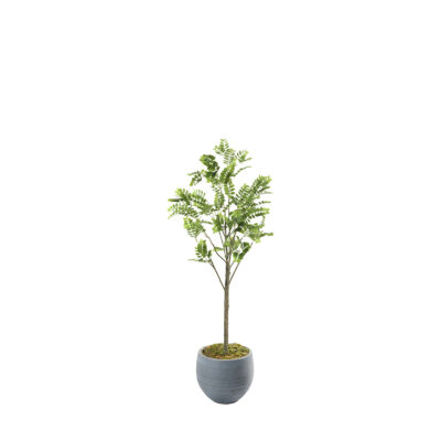Pagoda Tree in Riband Planter 5' - 1022-2981