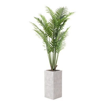 Kentia Palm in Everett Planter 5' - 1030-2778