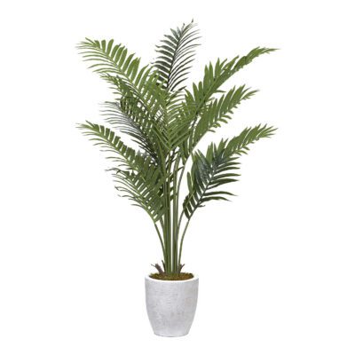 Kentia Palm Tree in Hudson Planter 4.3' - 1030-2820