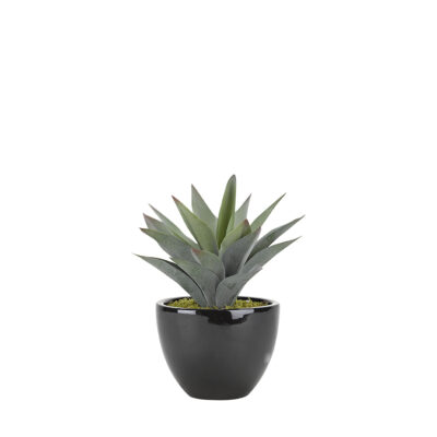Aloe Plant in Taylor Planter - 175123