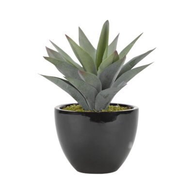Aloe Plant in Taylor Planter - 175123