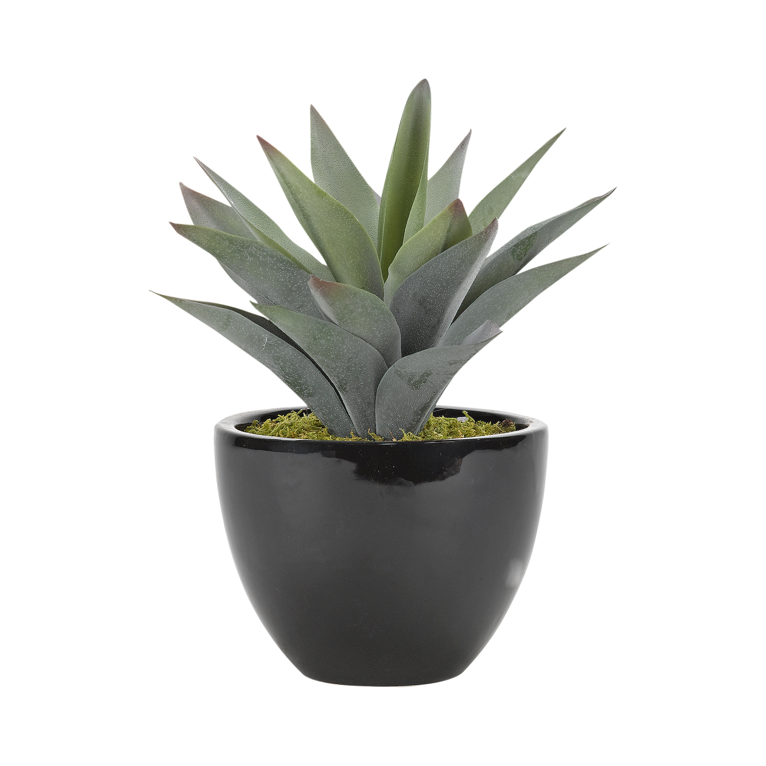 Aloe Plant in Taylor Planter - 175123