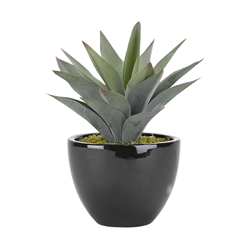 Aloe Plant in Taylor Planter - 175123 - Image 2