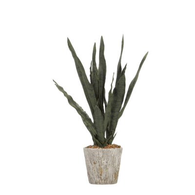 Sansevieria in Genevieve Planter - 179027
