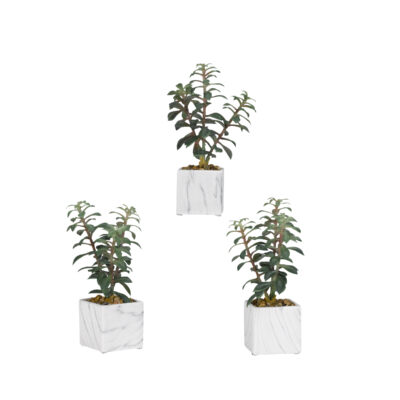 Set of 3 Light Green Tree Succulents in White Marbled Cube - 189012