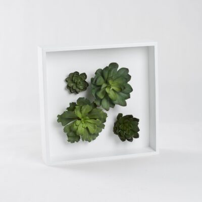Assorted Succulents Wall Hanging Echeverias - 197006