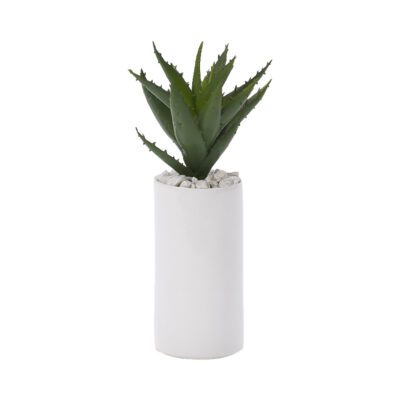 Spiny Aloe in White Ceramic Planter - 199026