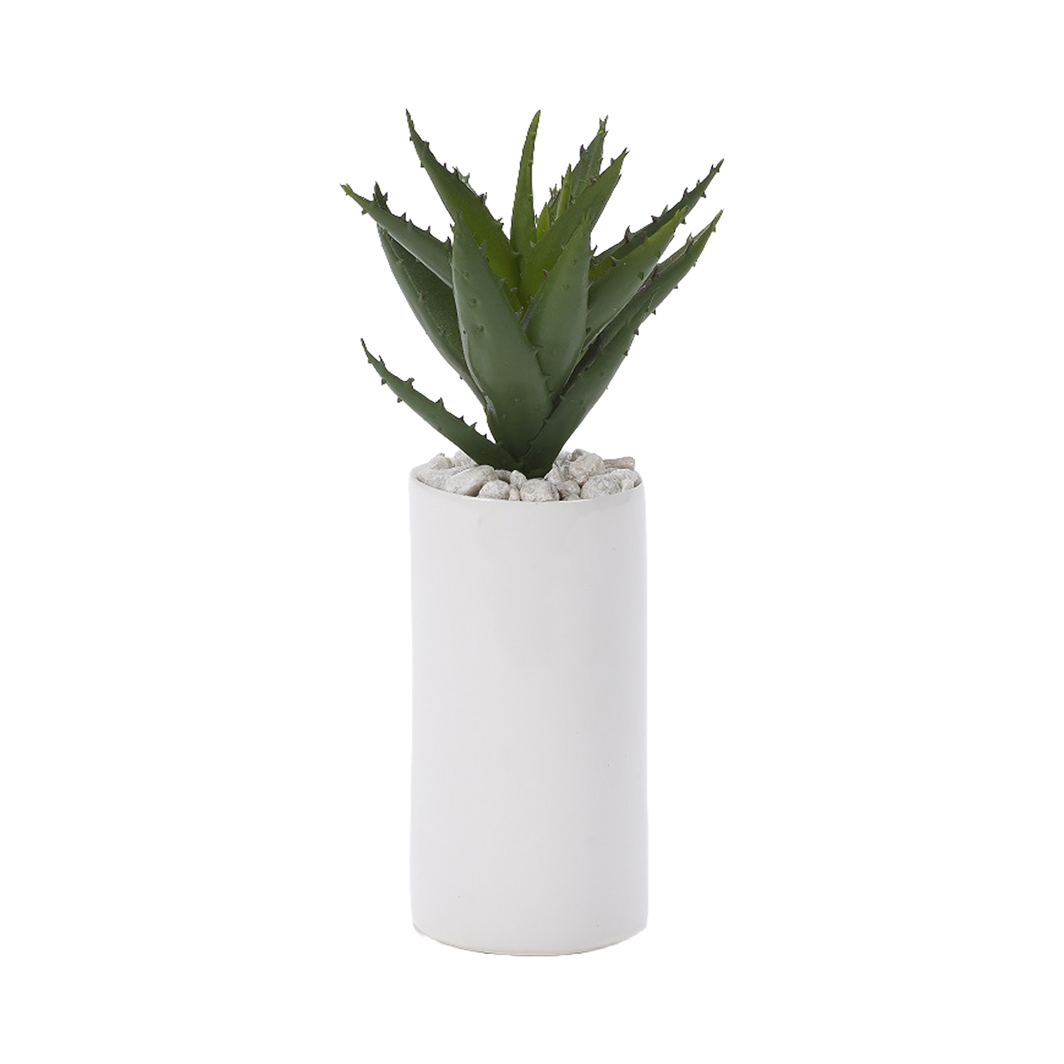Spiny Aloe in White Ceramic Planter - 199026