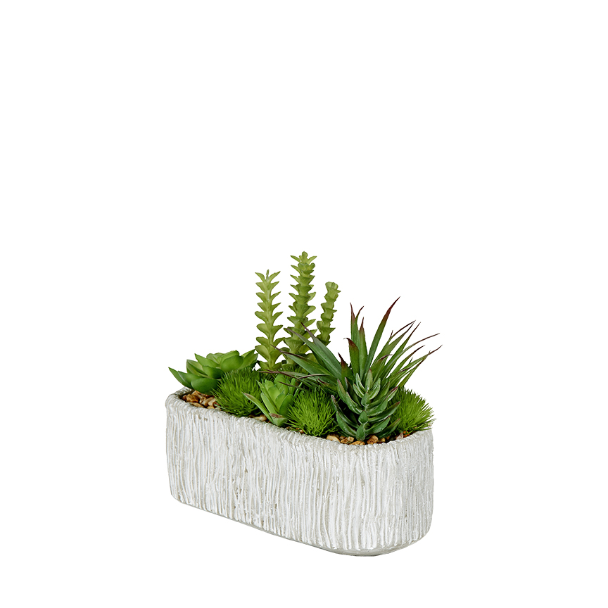 Assorted Succulents in Oblong Cement Planter - 203141