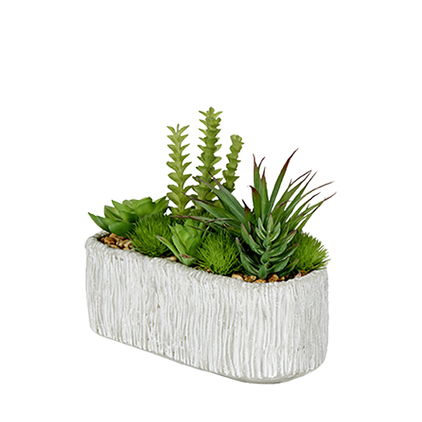 Assorted Succulents in Oblong Cement Planter - 203141 - Image 2