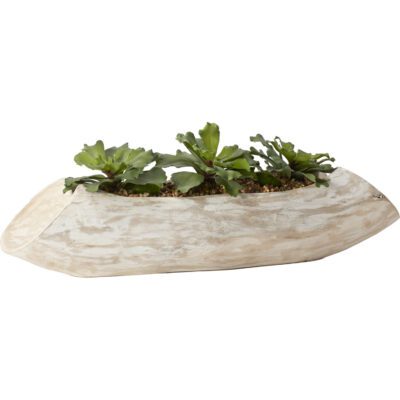 Double Ruffle Echeveria in White Washed Wood Log - 209006