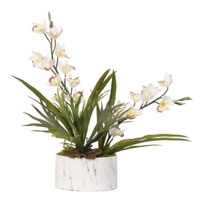 Cream Cymbidium Orchids in Cora Bowl - 217015