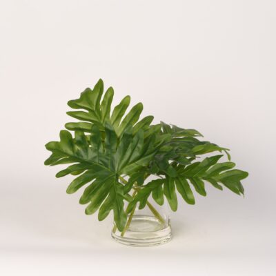Split Leaf Philo in Taper Vase - 217026