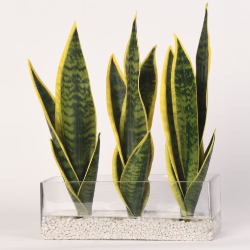 Snake Plant in Small Aquaria Glass - 217027