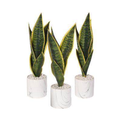 Sansevieria in Small Cora Vase - Set of 3 - 217036