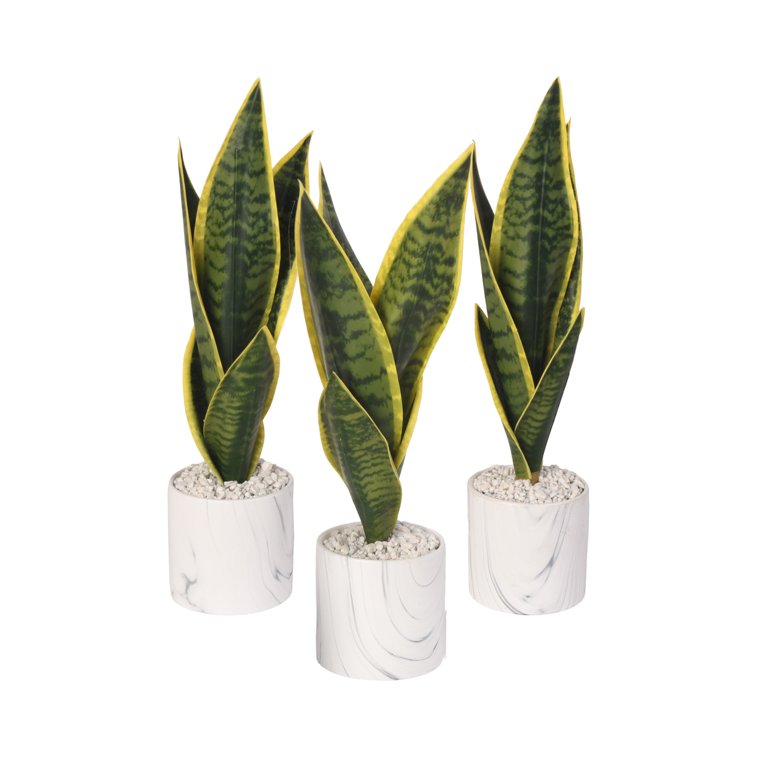 Sansevieria in Small Cora Vase - Set of 3 - 217036