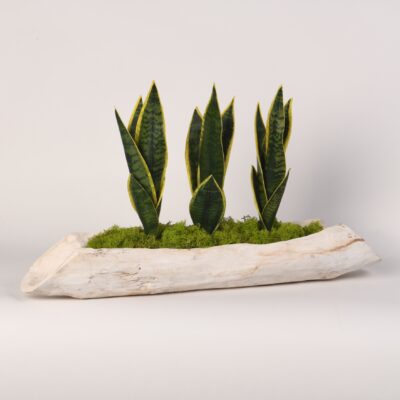 Snake Plants in Whitewashed Log - 217040