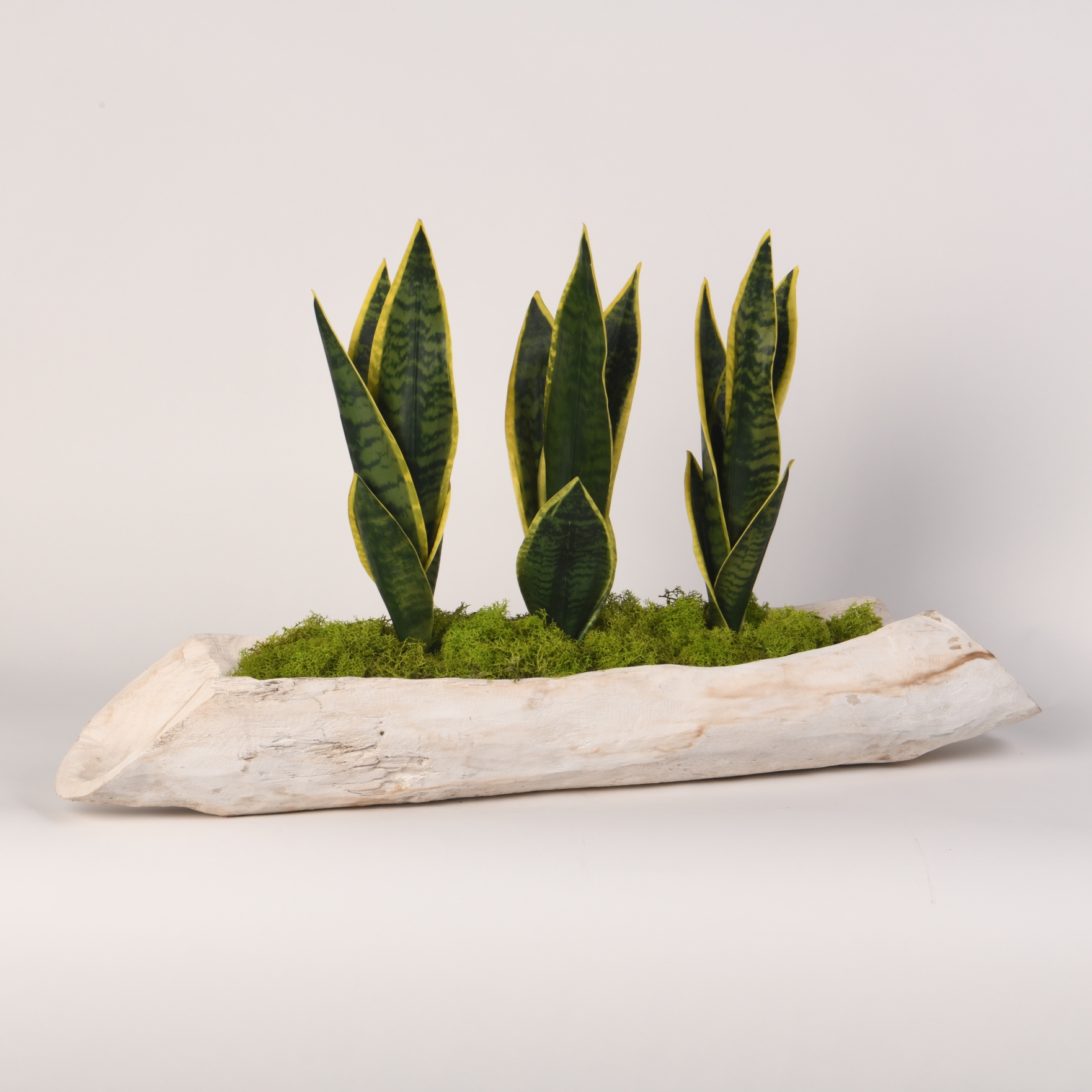 Sansevieria in Whitewashed Log - 217040
