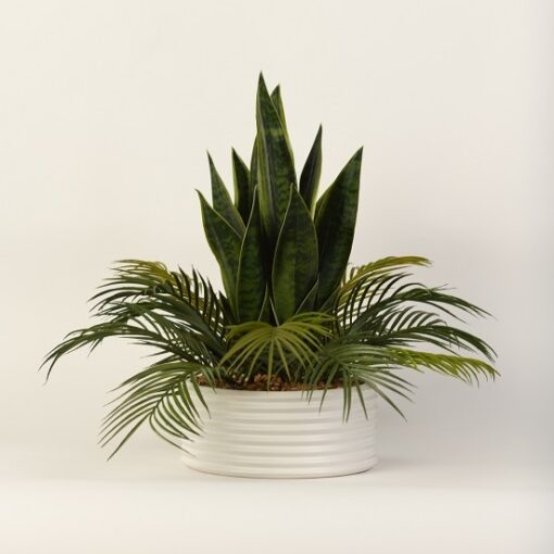 Snake Plants and Palms in Armonica Bowl - 217067