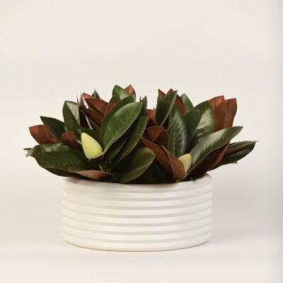 Magnolia Leaves in Armonica Bowl - 217069