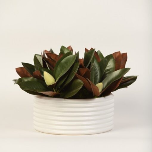 Magnolia Leaves in Armonica Bowl - 217069