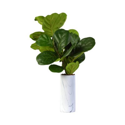 Fiddle Leaf Fig Branches in Tall Cora Vase - 217072