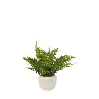Leather Fern in White Flintstone Planter - 217080