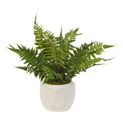 Leather Fern in White Flintstone Planter - 217080