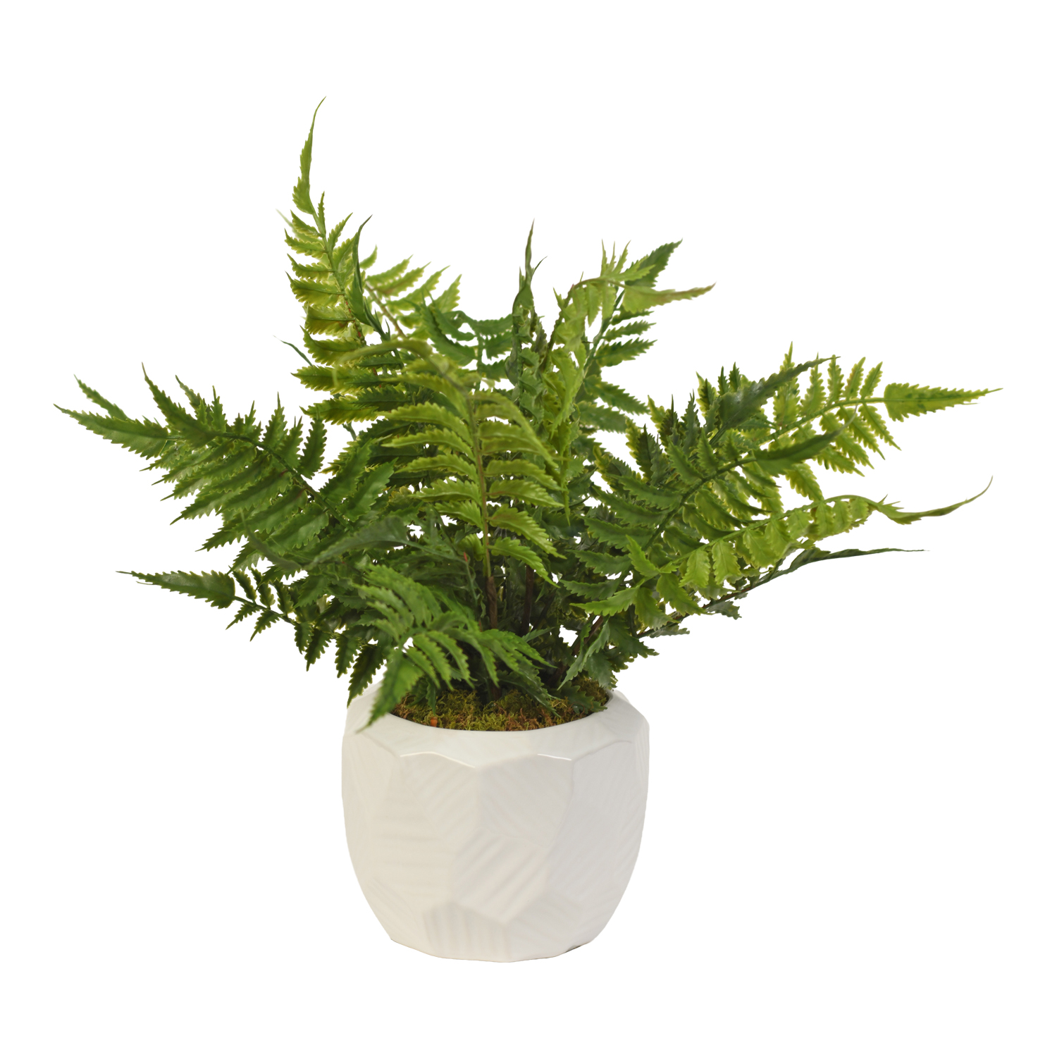 Leather Fern in White Flintstone Planter - 217080