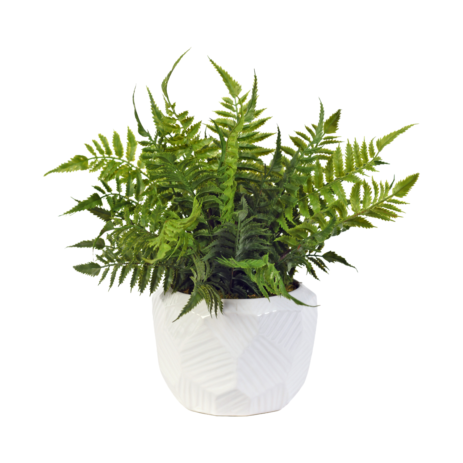 Leather Fern in White Geo Planter - 217081