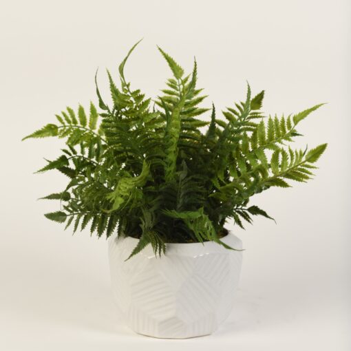 Leather Fern in Large White Geo Planter - 217081