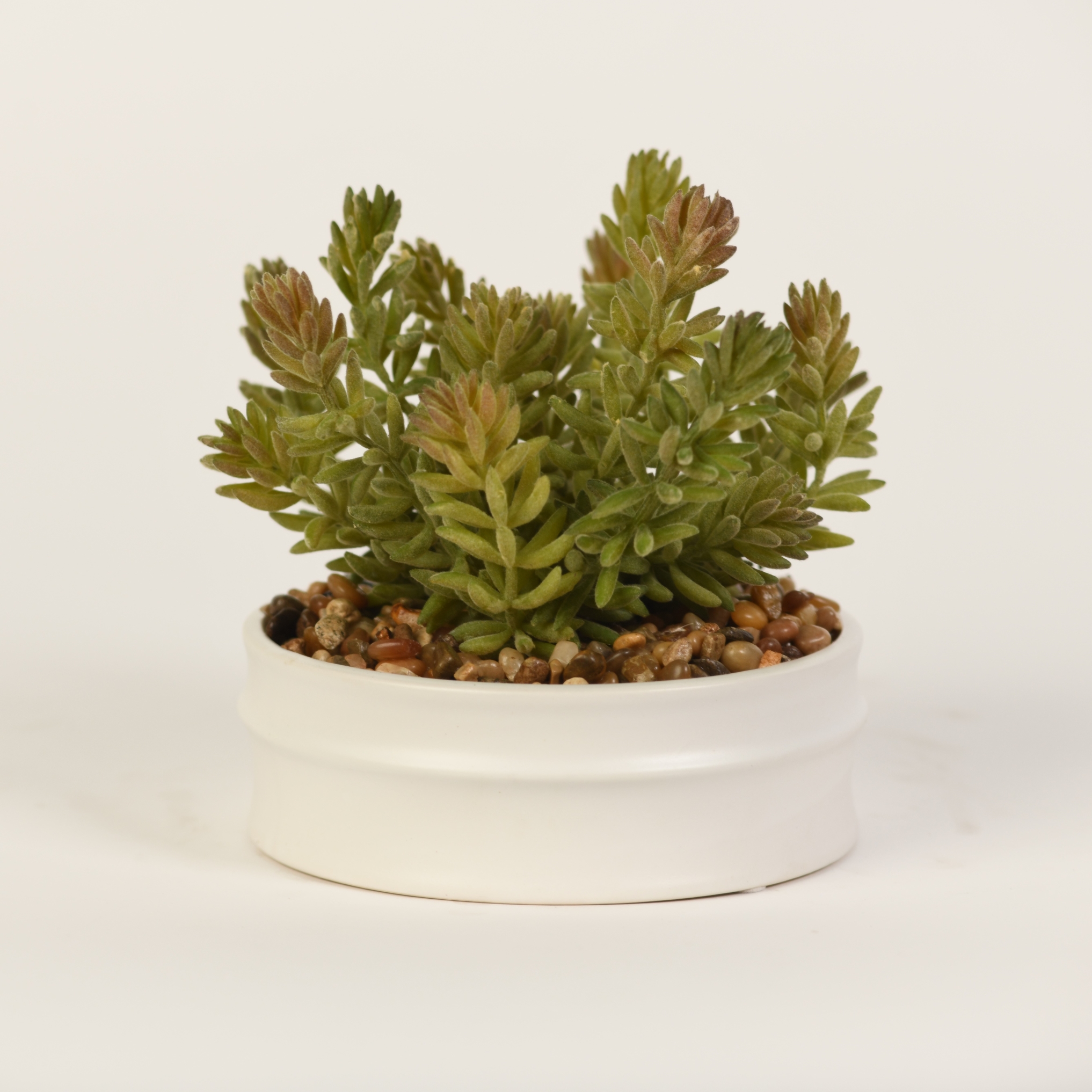 Frosted Donkey Tail in White Dollop Planter - 217082