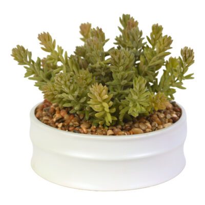 Donkey Tail in Dollop Planter - 217083